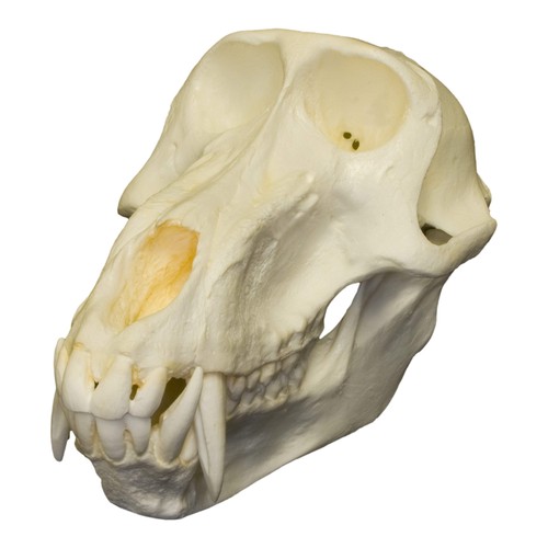 Replica hamadryas baboon skull - baboon,