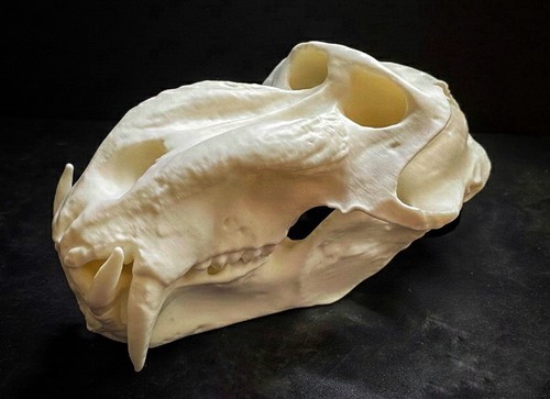 Baboon mandrill skull replica - baboon,